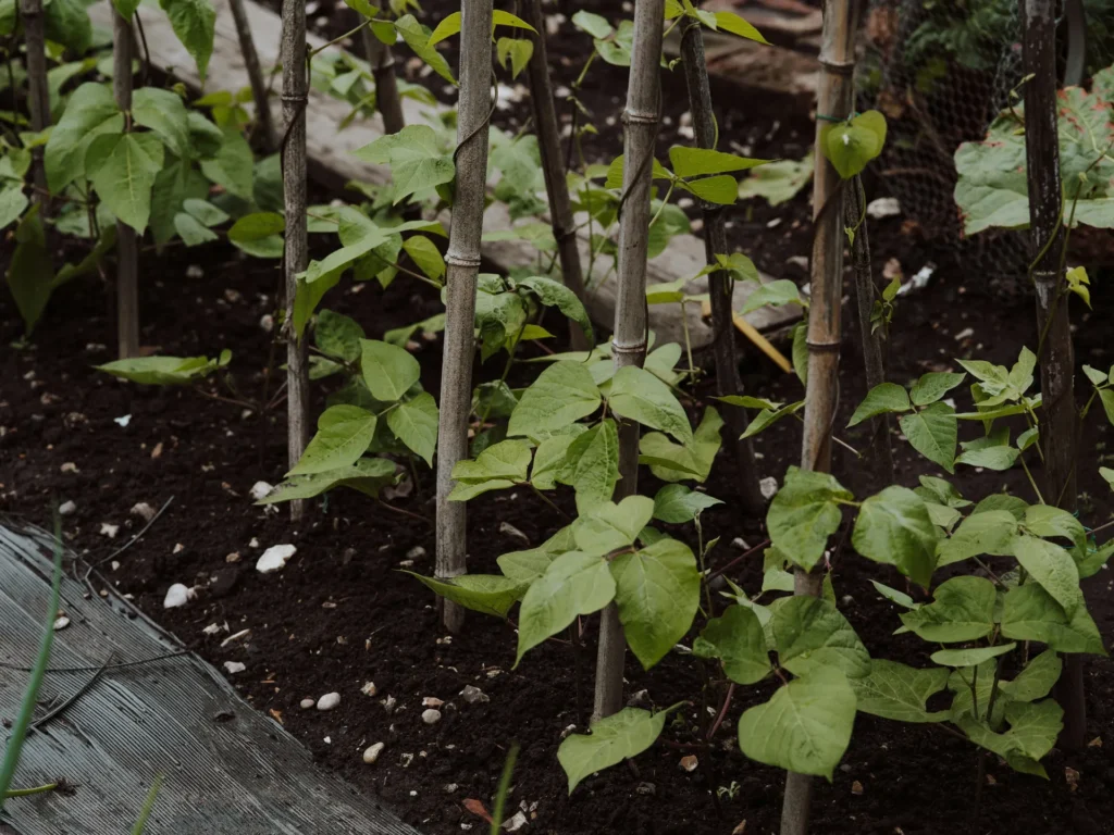 Huerto con plantas creciendo sujetas a cañas